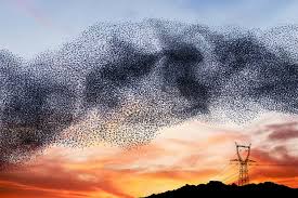 image.murmuration.jpeg